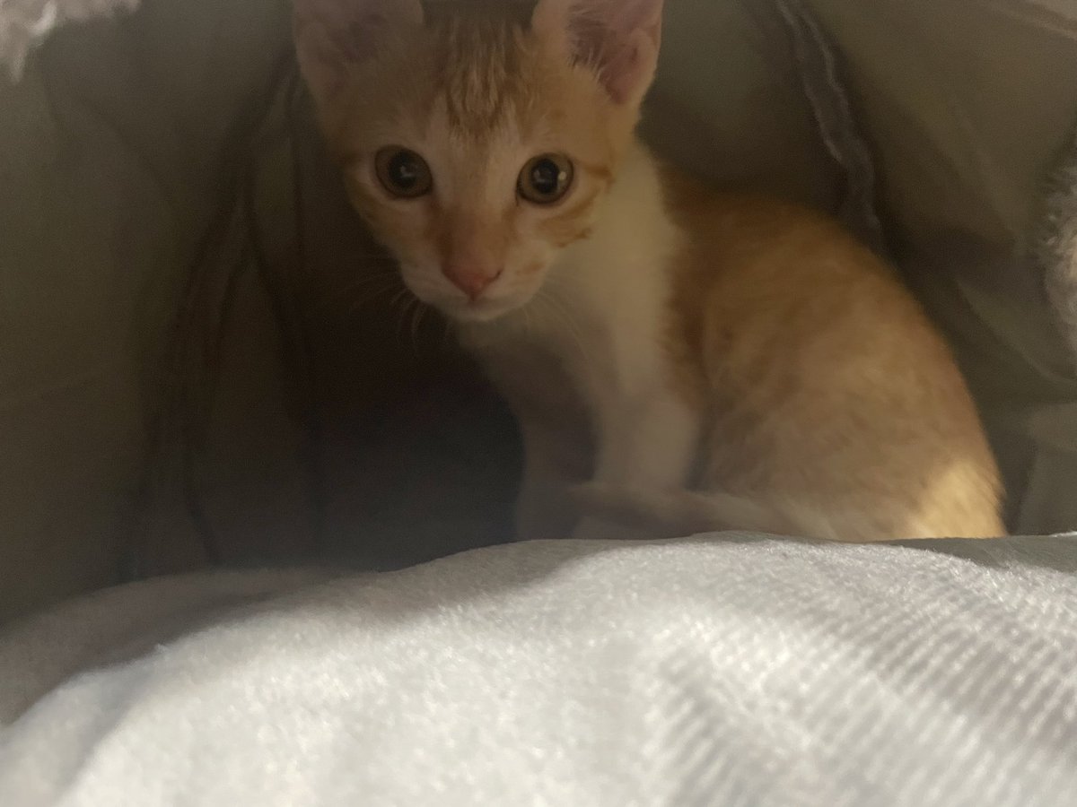 neotanniecart's tweet photo. free cat adoption !

just trying my luck here since i haven’t found the perfect adopter for my kitten yet :< here’s Yangyang, a female puspin. 4 months old, can eat dry and wet food, milk, treats, vitamins. Rlly sweet and behaved! Please help rt :<

loc: qc
ic cat wts https://t.co/AdRb7qdzkb