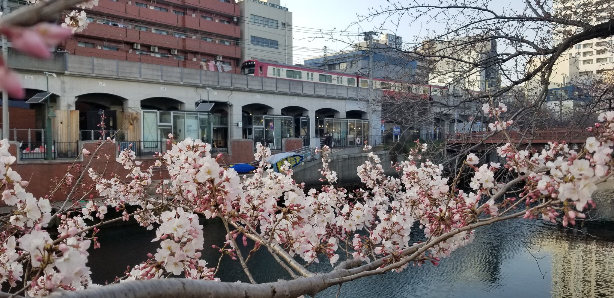 Ququ 短編集発売中 横浜の桜の名所 大岡川の桜がもうすぐ満開です 毎年日ノ出町 黄金町間は特に壮観で 今年は3年ぶりに屋台も出て活気づいています ところで 桜にちなんだイラストのポストカードを黄金町アートブックバザールさんに置いていただき