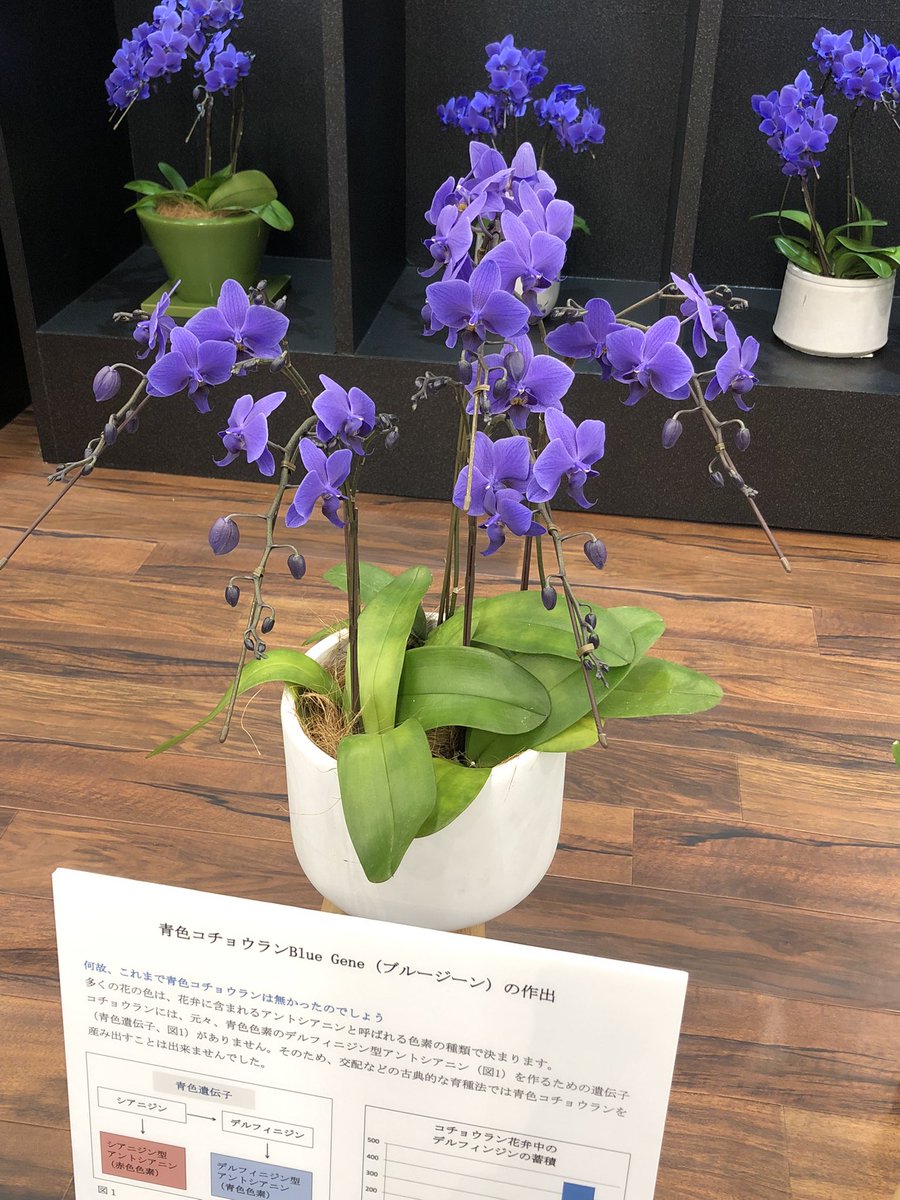 まさに奇跡 世界初の青色コチョウラン Blue Gene ブルージーン が誕生しました Greensnap グリーンスナップ