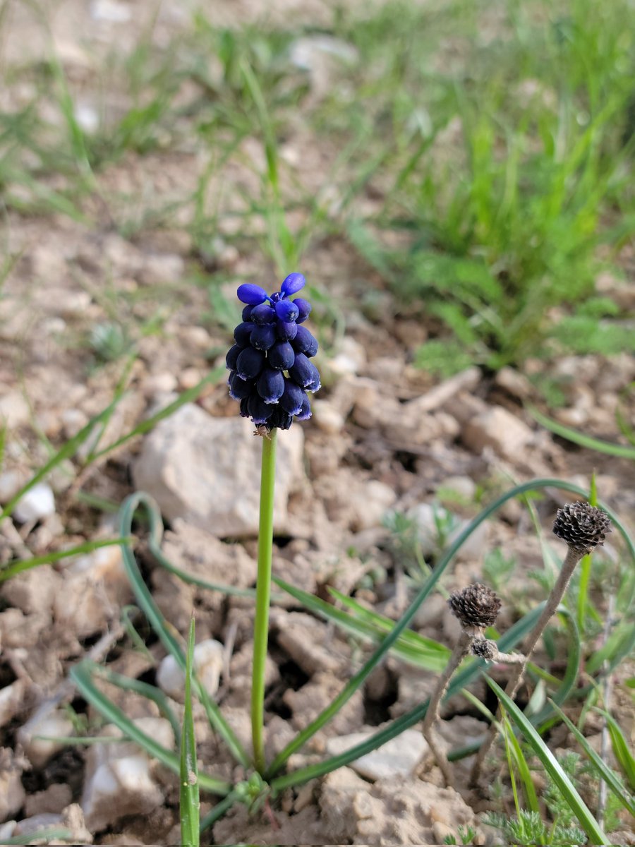 irenenonay's tweet photo. Muscari, la flor de los duendes. https://t.co/TgR4hnB8nB