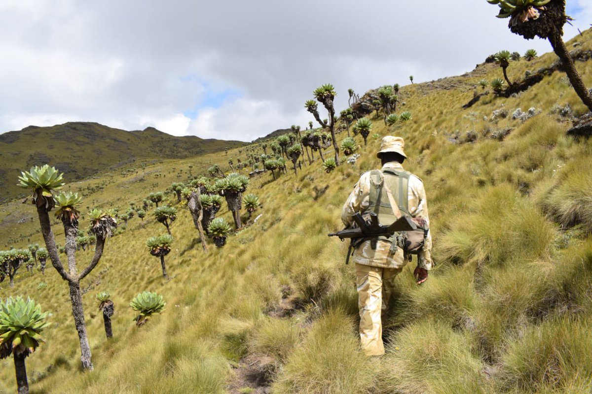 KWSKenya's tweet photo. There is no WiFi in the wild outdoors, but we promise a better connection

Did you know that Aberdares National Park has several high mountain peaks, deep ravines with icy mountain streams and beautiful waterfalls with a moorland plateau?

📸credit: Willy’s Osore

#ZuruKenyaParks https://t.co/D5Sx2xsgJJ