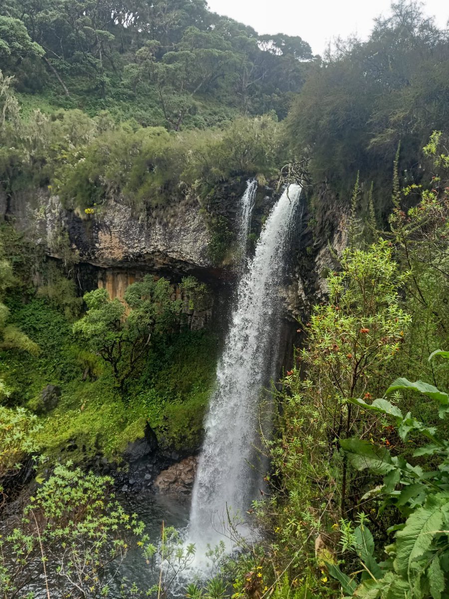KWSKenya's tweet photo. There is no WiFi in the wild outdoors, but we promise a better connection

Did you know that Aberdares National Park has several high mountain peaks, deep ravines with icy mountain streams and beautiful waterfalls with a moorland plateau?

📸credit: Willy’s Osore

#ZuruKenyaParks https://t.co/D5Sx2xsgJJ