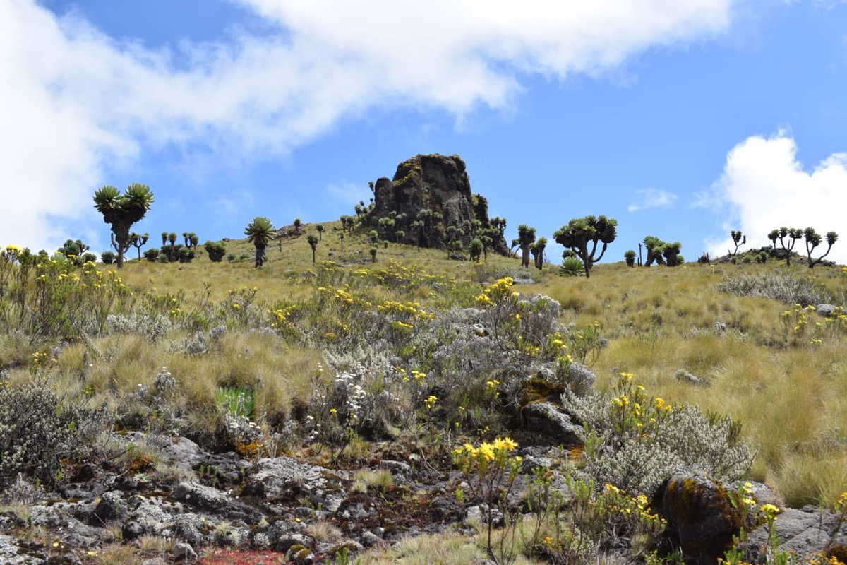 KWSKenya's tweet photo. There is no WiFi in the wild outdoors, but we promise a better connection

Did you know that Aberdares National Park has several high mountain peaks, deep ravines with icy mountain streams and beautiful waterfalls with a moorland plateau?

📸credit: Willy’s Osore

#ZuruKenyaParks https://t.co/D5Sx2xsgJJ