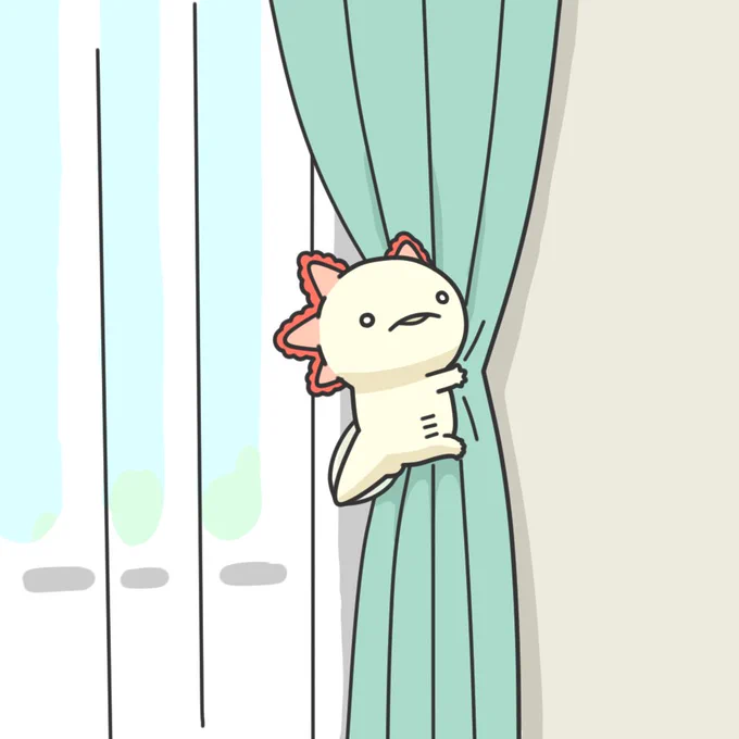 カーテンをとめるウーパールーパー 