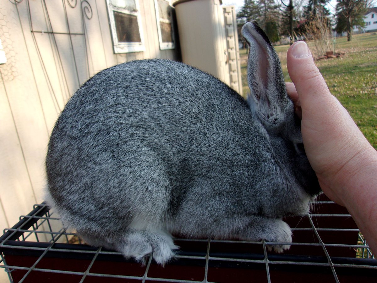 JanelleDixon18's tweet photo. I don't get on here often cause I don't have that many followers. Here is a standard chinchilla rabbit I purchased last weekend. From good show stock. He's a pretty tempered boy with great body type. #rabbit #rabbitshow #chinchillarabbit #bunnyrabbit https://t.co/npClRNPo1P
