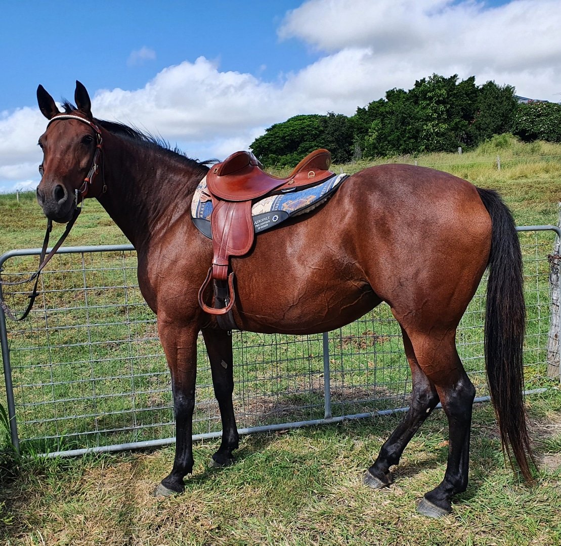 Neraya is a Standardbred.  A harness racing Pacer who has had a career with me as a saddle horse.  And shes awesome!  #rideapacer     we need to stop these wonderful horses being sent to slaughter after the track.   Imagine if humans were culled for not being the best at a sport.