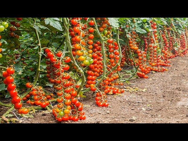 WorldlyHQ's tweet photo. If you love modern farming in greenhouse,like and retweet. https://t.co/Z5o2rnkNKf