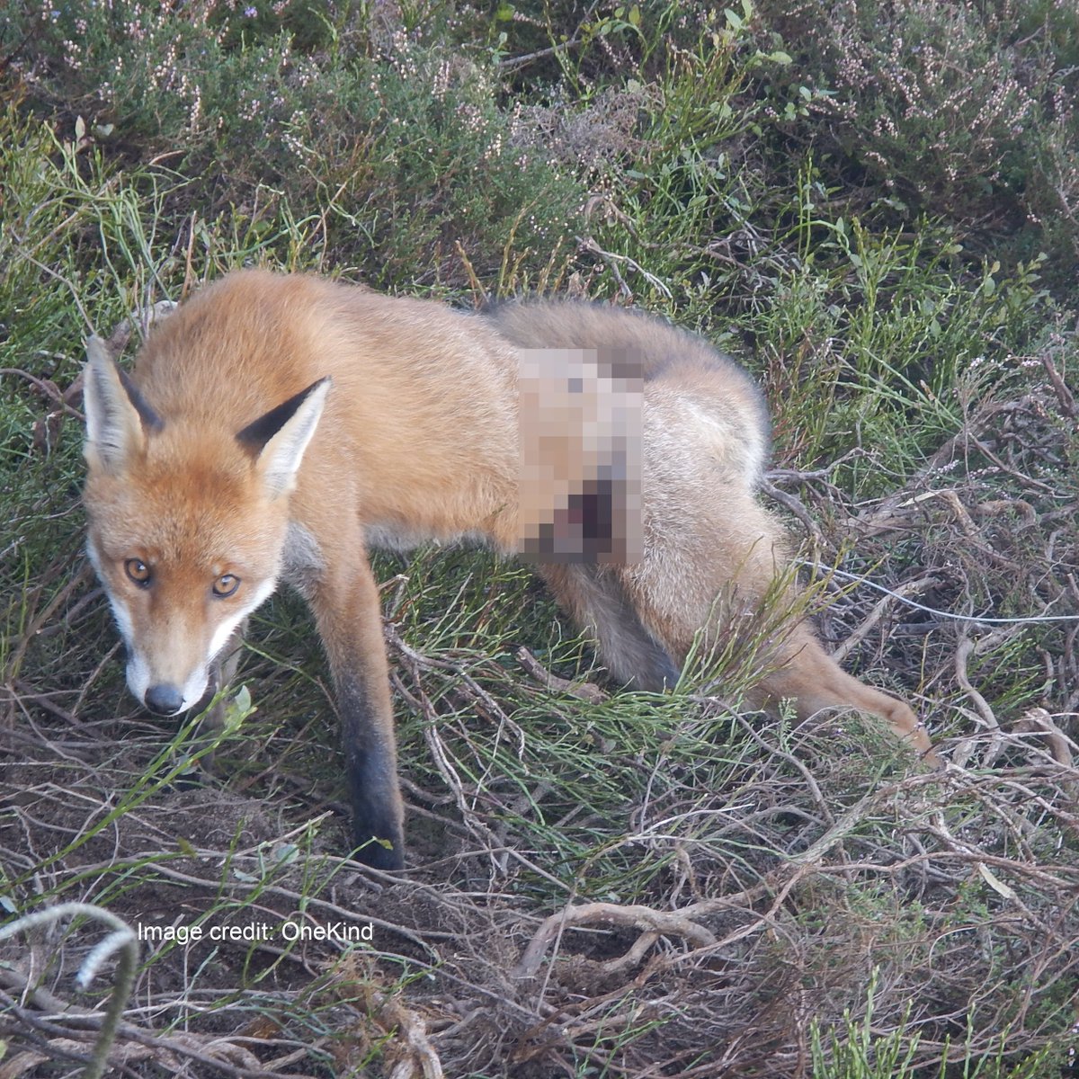 Lukesteele4's tweet image. Wildlife twitter, I need to call in a favour.

The petition to ban fox snares closes in just six weeks — and we&apos;re still 15,000 signatures short of the number needed to secure a debate.

Can everyone please ensure we make it by signing and re-tweeting? animalaid.org.uk/snares