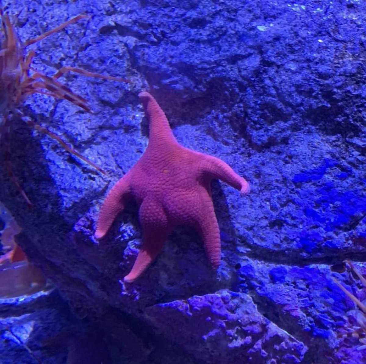 水族館へ行ってびっくり！スポンジ・ボブのパトリックがいた。
