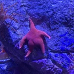 水族館へ行ってびっくり!スポンジ・ボブのパトリックがいた。