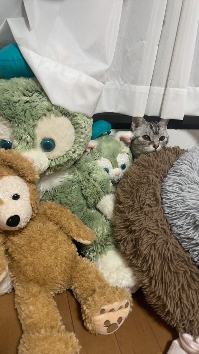 落ち着いたから…
引っ越し当日のご長寿猫
#アメリンショートヘア
#猫
#15歳
#家猫