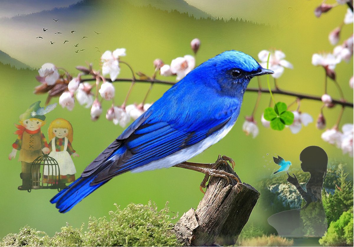 チルチルとミチルは、
どんなに遠くに旅をしても
「青い鳥」を手に入れることは
出来ませんでした。

我が家に帰ると、
「青い羽をもつハト」が
いることに気づきました。

幸せと言うのは、

自分の心の持ちよう
だということを教えてくれた
物語でした。

～　童話「青い鳥」より　～