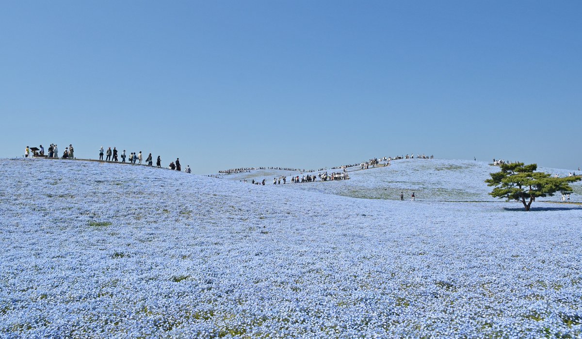 茨城県の国営ひたち海浜公園はネモフィラだけじゃなく色鮮やかなチューリップも沢山咲いているよ Togetter