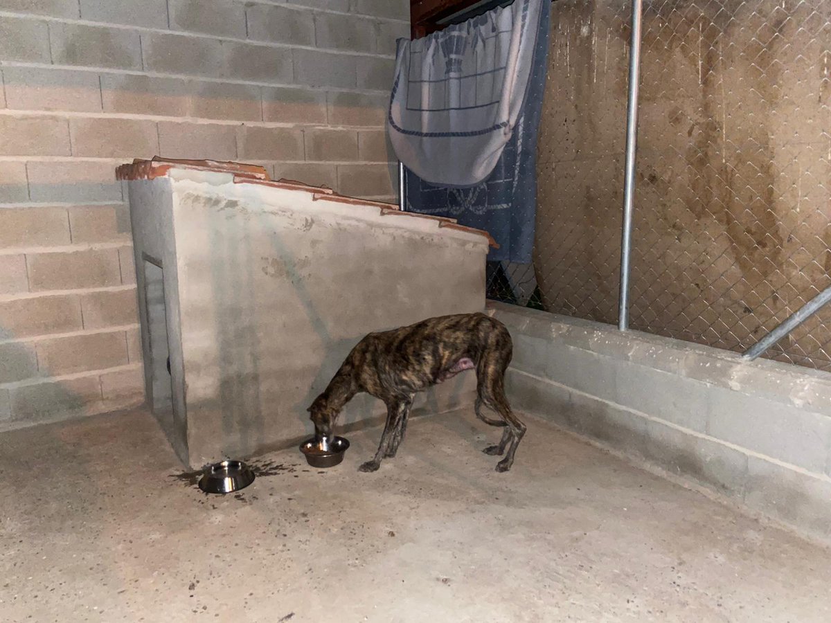 Ayuda!!‼️‼️
Necesitamos ACOGIDA fuera de Segovia. No queremos difundirla en más sitios para q el dueño no la reclamé. Está en los huesos y se nos escapa del chenil 😞
Es urgente!!!