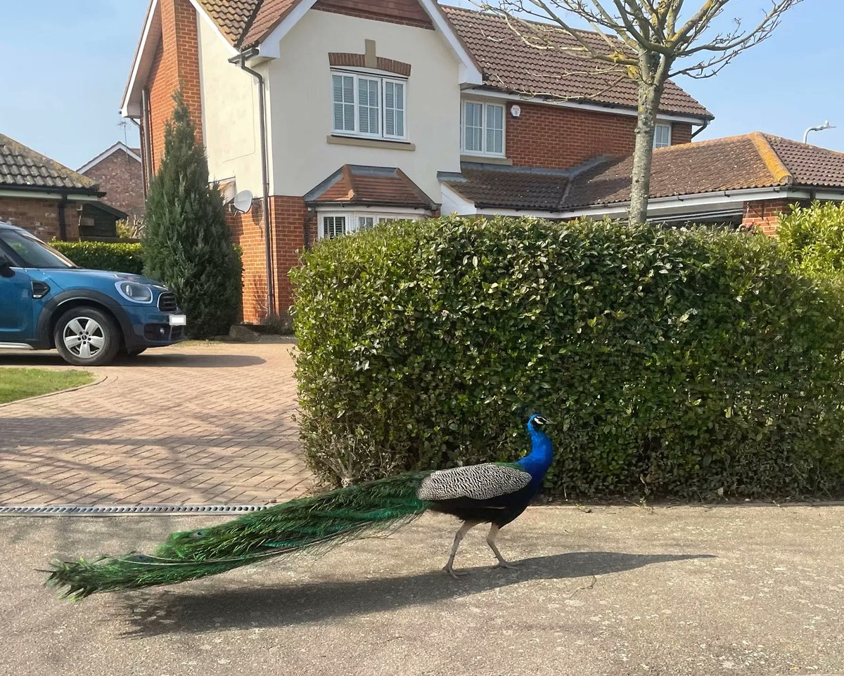 Not quite who we expected to find wandering around a new homes development in #Kent this week.
#peacock #outforawalk #roadtrip #PRagency #newhomes