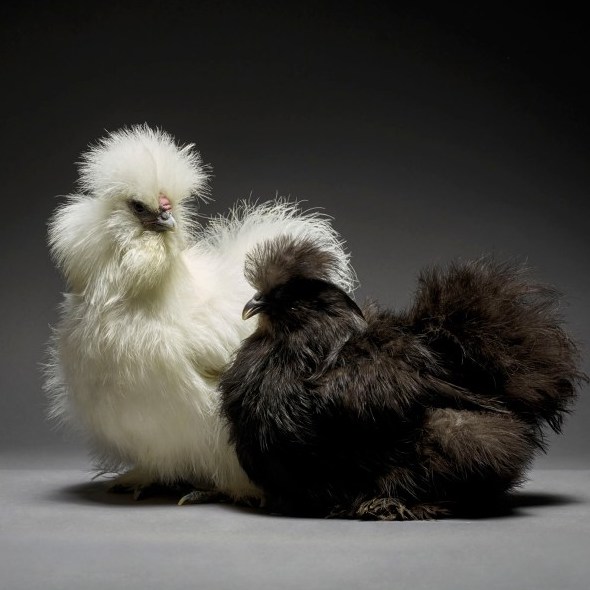 ChickenGuard™ tweet media