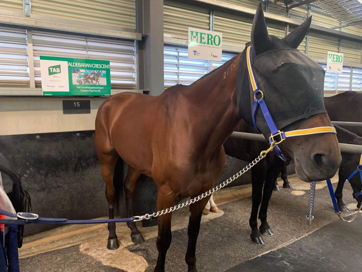 Hopefully Maggie has her Game face on under the face covering 🤞🤞ready for a big race in the Group 1 tonight #GoMaggie