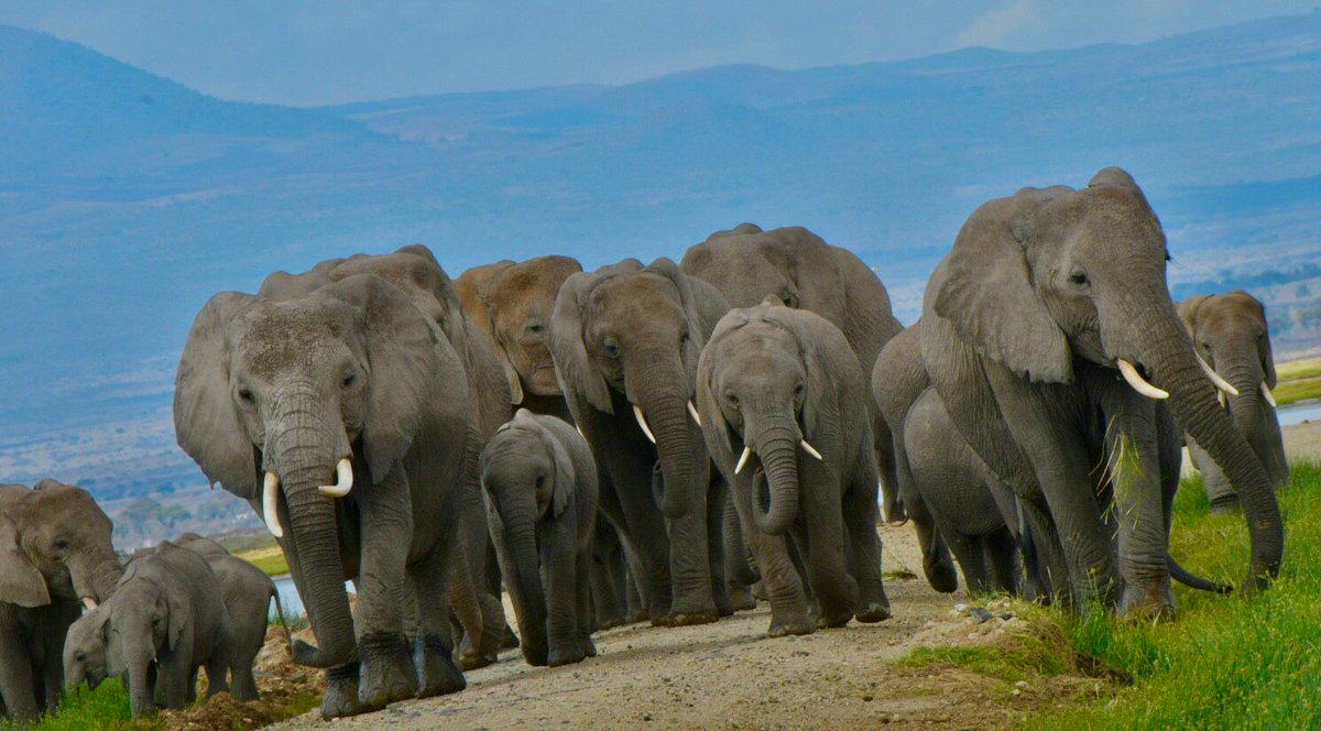 stellamarismega's tweet photo. A beautiful morning in Amboseli National Park.

Photos by @Stejos_Tours Tour guide Francis 

To book a Safari 0799 030 781 |0715 293 975 https://t.co/JRiIK57xNT
