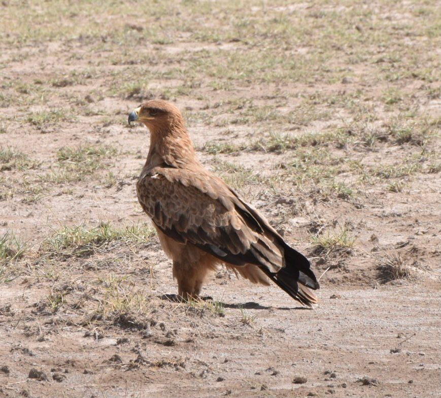 stellamarismega's tweet photo. A beautiful morning in Amboseli National Park.

Photos by @Stejos_Tours Tour guide Francis 

To book a Safari 0799 030 781 |0715 293 975 https://t.co/JRiIK57xNT