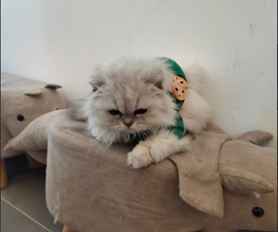 JohnyiSaiman's tweet photo. Leave home, go to the cat house. Is it angry? https://t.co/T7Z9DTEFkC