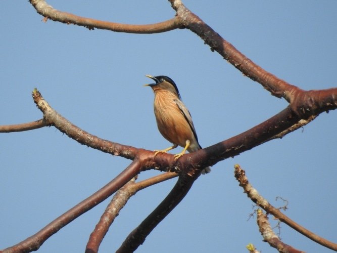 barnawaparaws's tweet photo. The brahminy starling (Sturnia pagodarum) is a member of the starling family of birds. They have  pale buff creamy with a black cap and a loose crest. Found  at Barnawapara.

Hashtags :
#brahminystarling #sturniapagodarum #birds #cgtourism #wildlifesanctuary #nationalpark #cggovt https://t.co/jICYSoTPd0