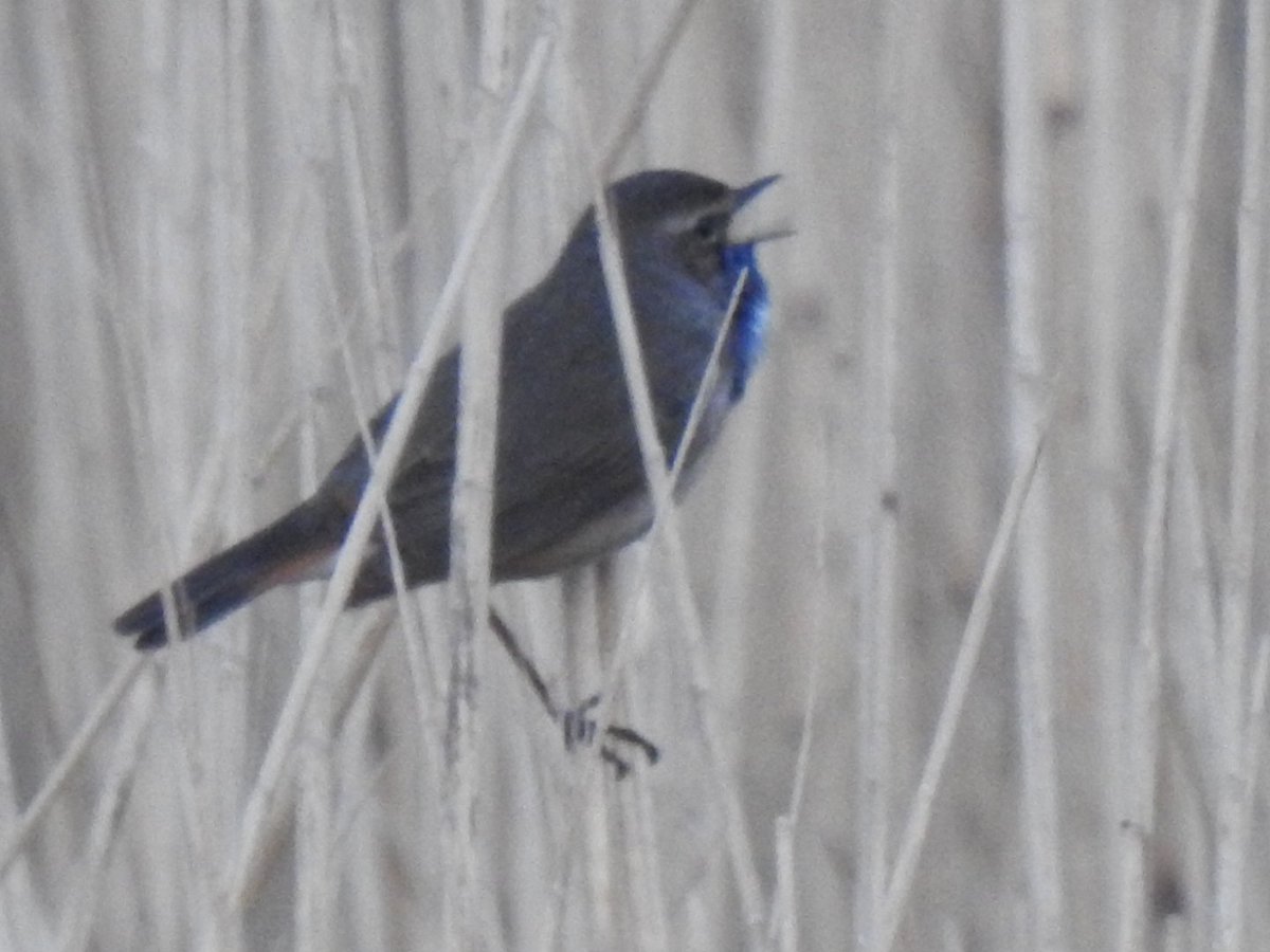 A good start to my day in France with 6 seen this morning. Also Savi's and Zitting Cisticola