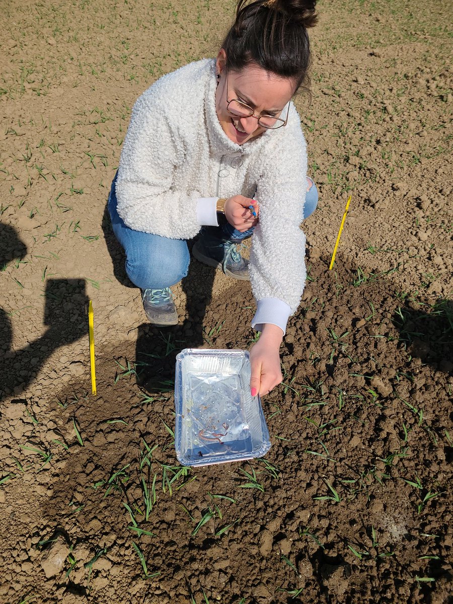 Pleased to spend the day in some some research trials with <a href="/maudfrappart/">Maud🌾🌈</a> and <a href="/CarreFerme/">Ferme Pilote CARRE</a>. Practical research and connections with Farmers. Trying to reduce tillage and improve soil health. 😁👍 <a href="/FarmingSmarter/">Farming Smarter</a> <a href="/NuffieldCanada/">Nuffield Canada</a> <a href="/NuffieldFrance/">Nuffield France</a> @AlbertaWheat