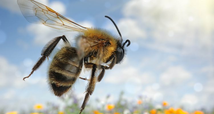 jelly_token's tweet photo. Did u know that the reason bees are so noisy is because they beat their wings 11,400 times in one minute!? Who counted that!?
Check out our crypto based on the #Metis ecosystem!
#metisdao #shill #nft #honey #beekeeping #hive #bitcoin #airdrop #shilling https://t.co/PIhuU9B1xd