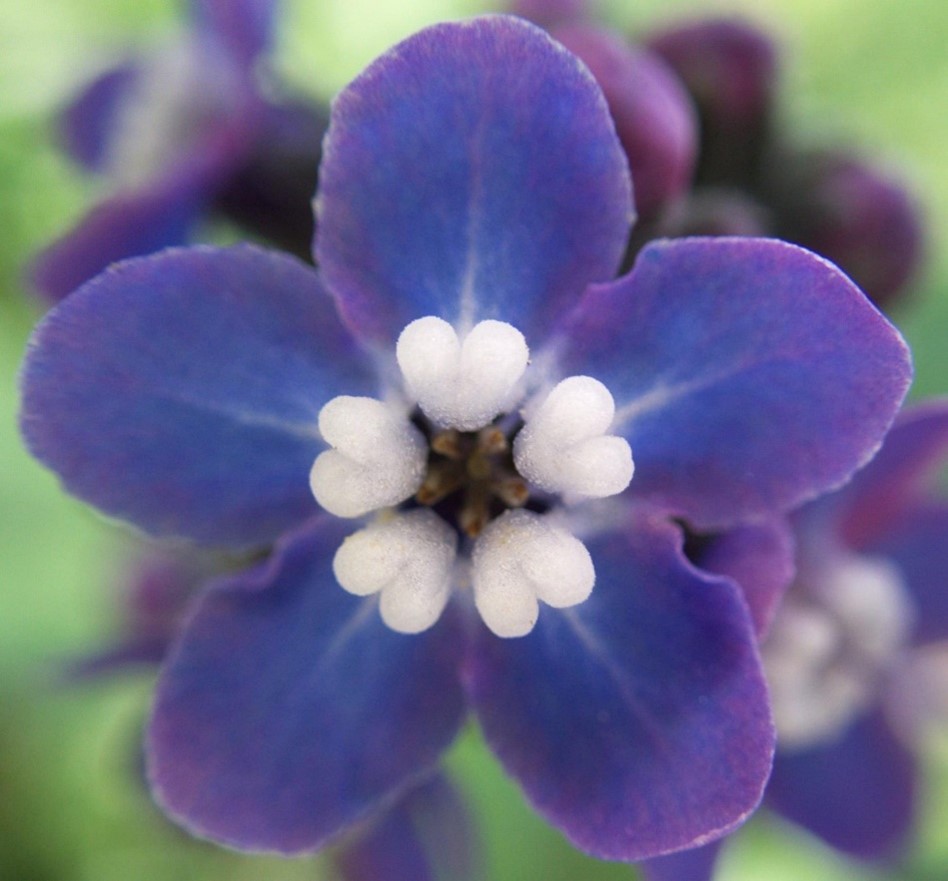 SaveMountDiablo's tweet photo. “Just living is not enough . . . one must have sunshine, freedom, and a little flower.” —Hans Christian Andersen
📸: Kendall Oei / western houndstongue
#SaveMountDiablo #ExpressionsOfGratitude #MountDiablo #MtDiablo #CaliforniaNativePlants https://t.co/dBxCkz17s8