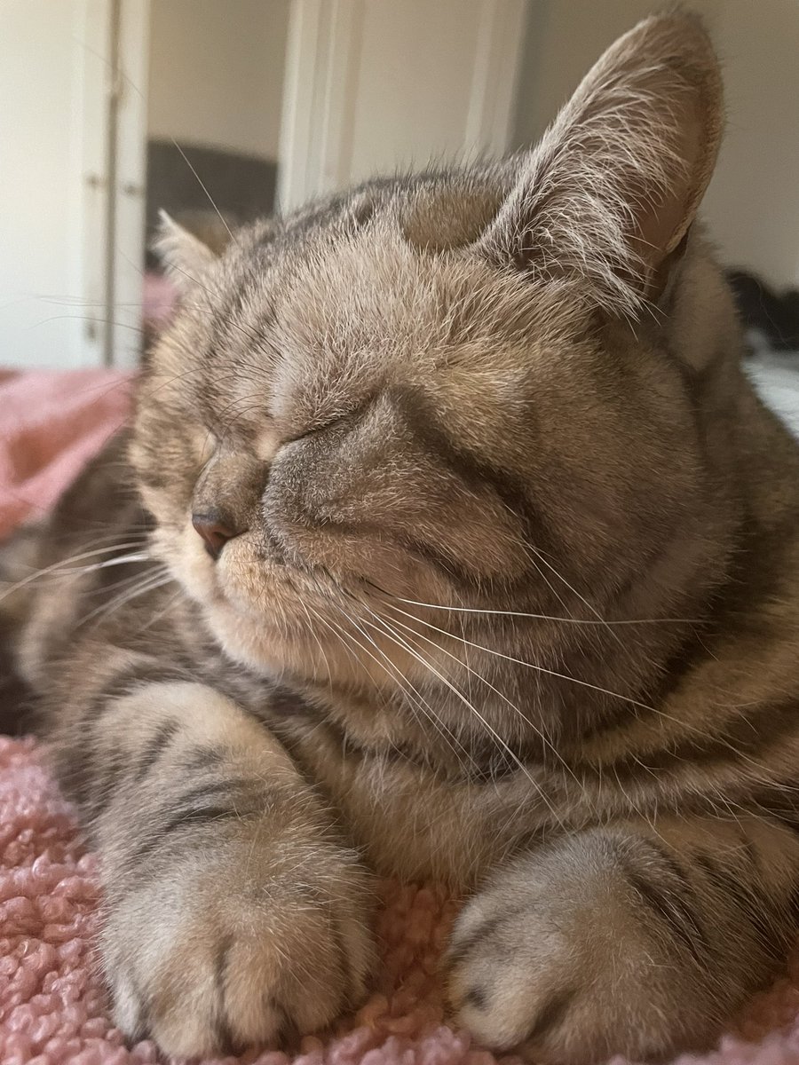 rosiepiecat's tweet photo. A sunny #Caturday But I will be snoozing indoors in the shade! #myblanket #CatsOnTwitter #CatsOfTwitter https://t.co/OSWfPGdd76
