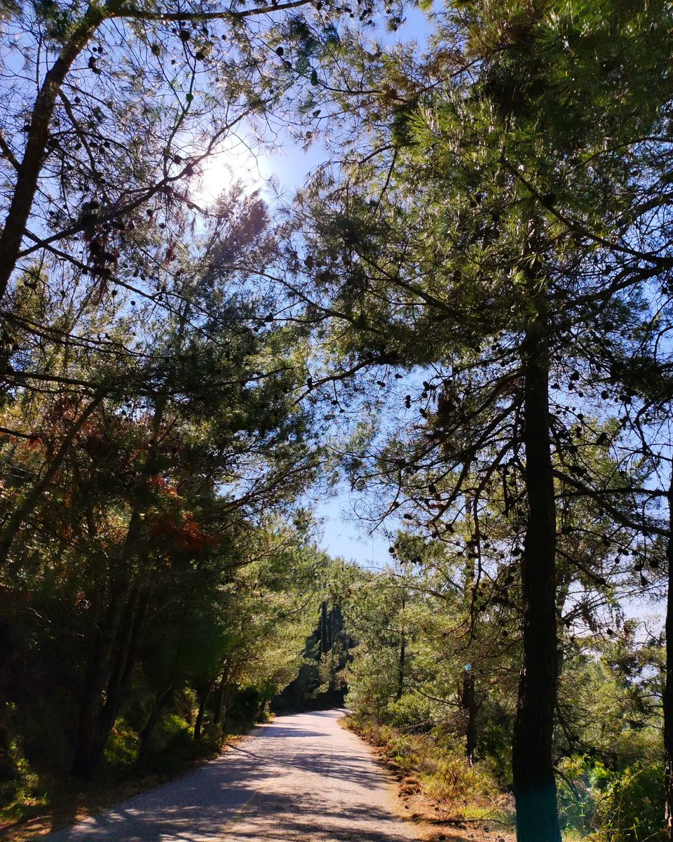 roadartist's tweet photo. Εκεί ψηλά στον Υμηττό. Όταν κοιτάς την Αθήνα από ψηλά, την αγαπάς ακόμη περισσότερο. Πεζοπορία, πράσινο, οξυγόνο, η άνοιξη είναι επιτέλους εδώ.
#Athens #hiking
#imittos #walking https://t.co/SNQwOkXrKu