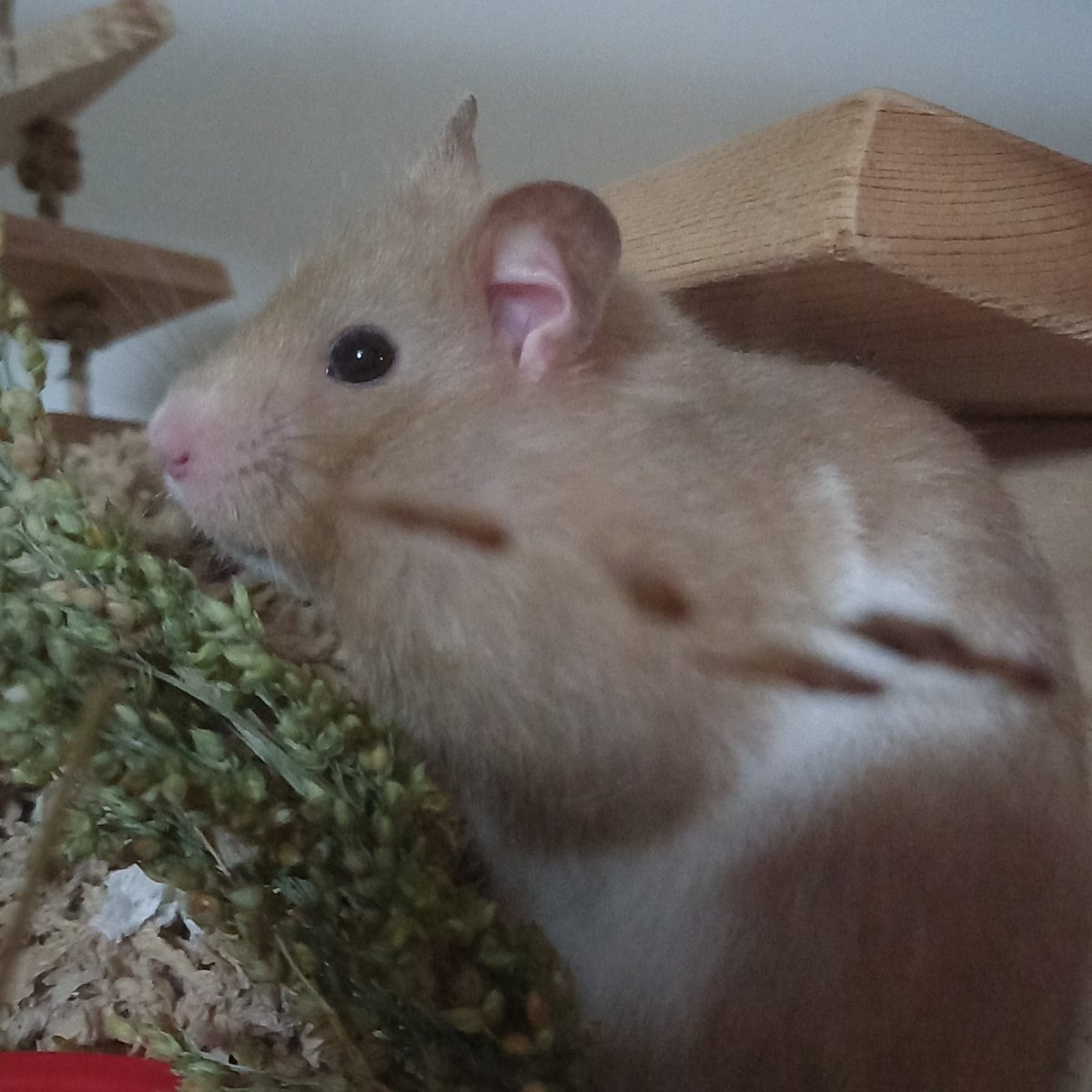 hamstersmag's tweet photo. Just out to gather up my morning snacks 😋 Now for a day of snoozing in my burrow 😊 #hamsterlife #hamsters https://t.co/ExsQ1yS22x