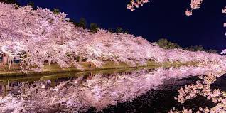 TakeshiOkubo3's tweet photo. بدأ موسم ازهار الكرز في اليابان، وما زال تفتح الزهر في مراحله الاولى . في آذار من كل عام ينتاب اليابانيون القلق  لمعرفه متى ستزهر شجره الكرز. “Sakura” زهره اليابان الوطنيه جميله جدًا لكن تعيش لفتره قصيره. هي رمز للجمال الياباني. https://t.co/lzTos5EV7u