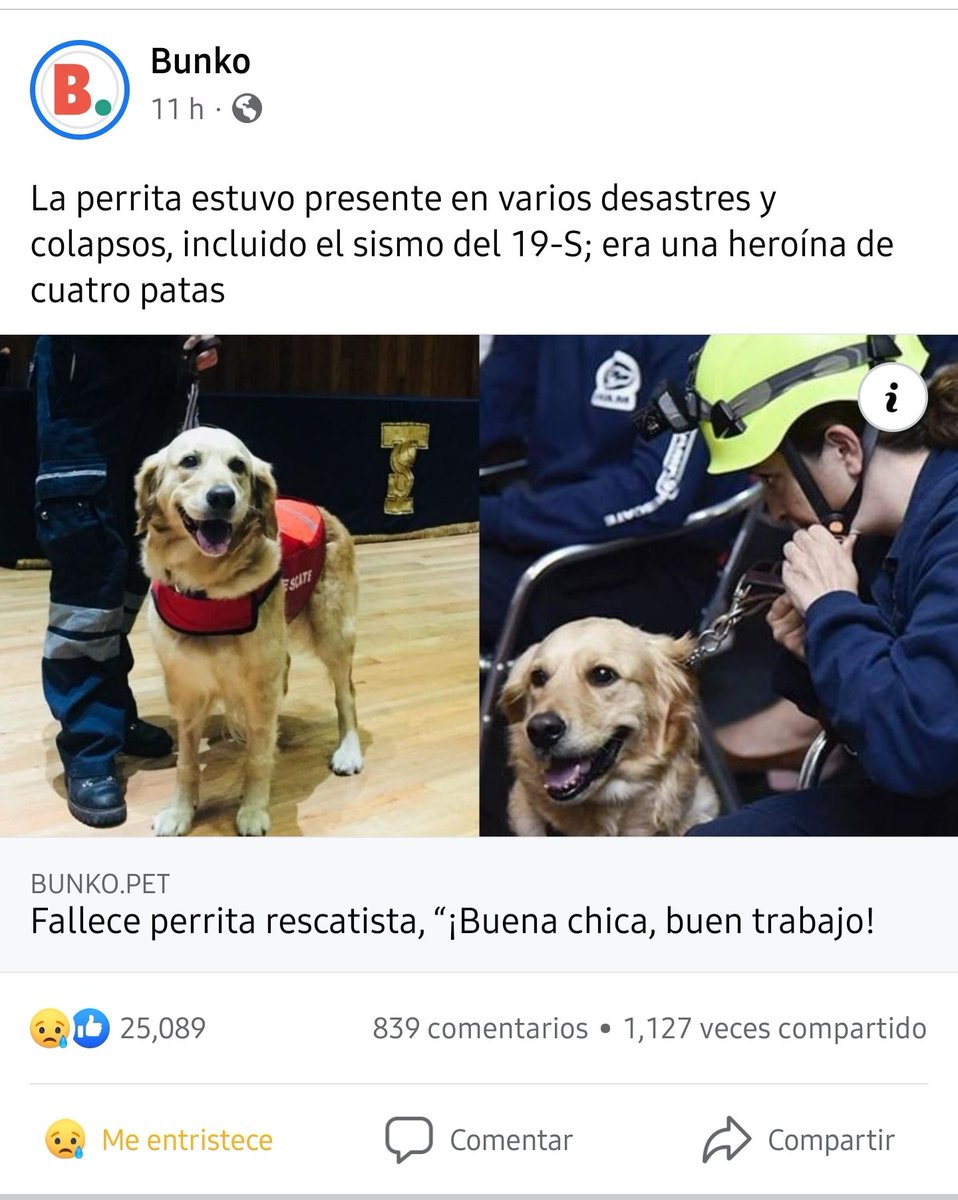 hugocampos92's tweet photo. Por lo quw leí en un artículo de face pero no me deja compartir, en noticias de suma importancia. La #Perrita #NALAH ha partido al cielo, siendo fundamental en ayuda a rescate por el 19-S. Hasta siempre!! Una heroica!! https://t.co/VzfR67NTj7