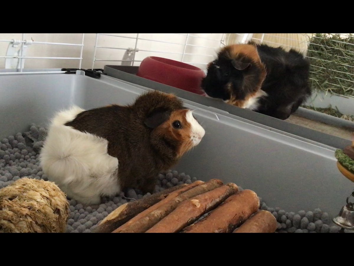 carr0tluver's tweet photo. When someone is ‘hogging’ the breakfast cereal…
#SaturdayMorningBreakfast #DarceyandLucy https://t.co/JW1YiUVdfN