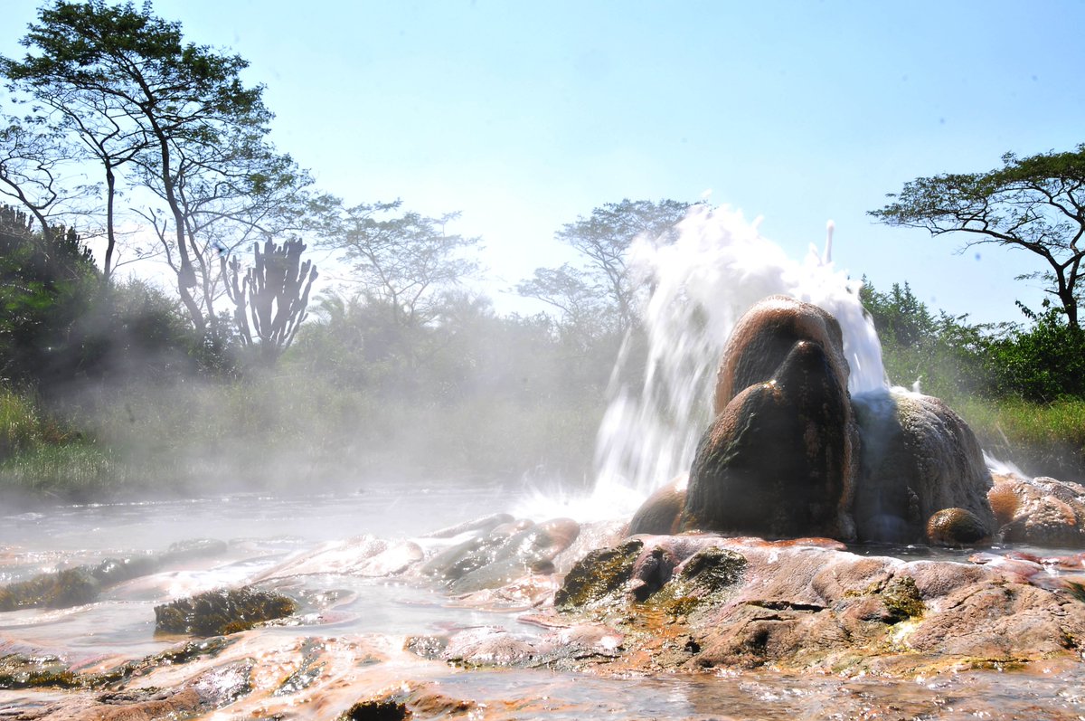 UmarellaS's tweet image. Semiliki national park is an amazing park of its own, it is popularly known for its hot female and male amazing springs.these hot springs reach a temperature of 103 degrees celcius. the water is too hot to an extra extent that it can melt a plastic body in minutes. #requestQuote