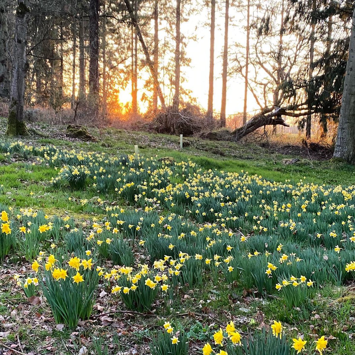 These spring evenings are bringing us joy! 

What flowers are you spotting on your daily strolls?