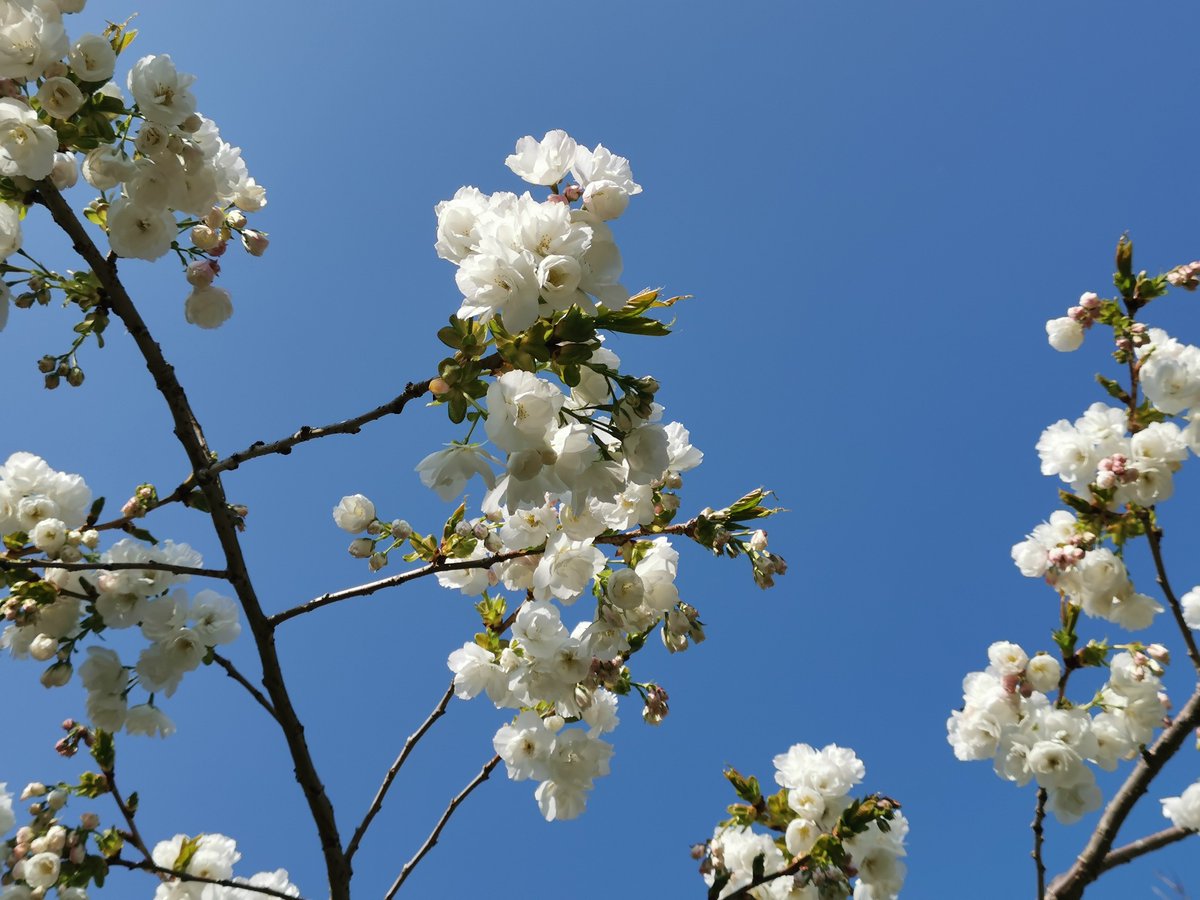 Миру мир! И светлое голубое небо. #spring #shanganaghpark #springinireland #весна