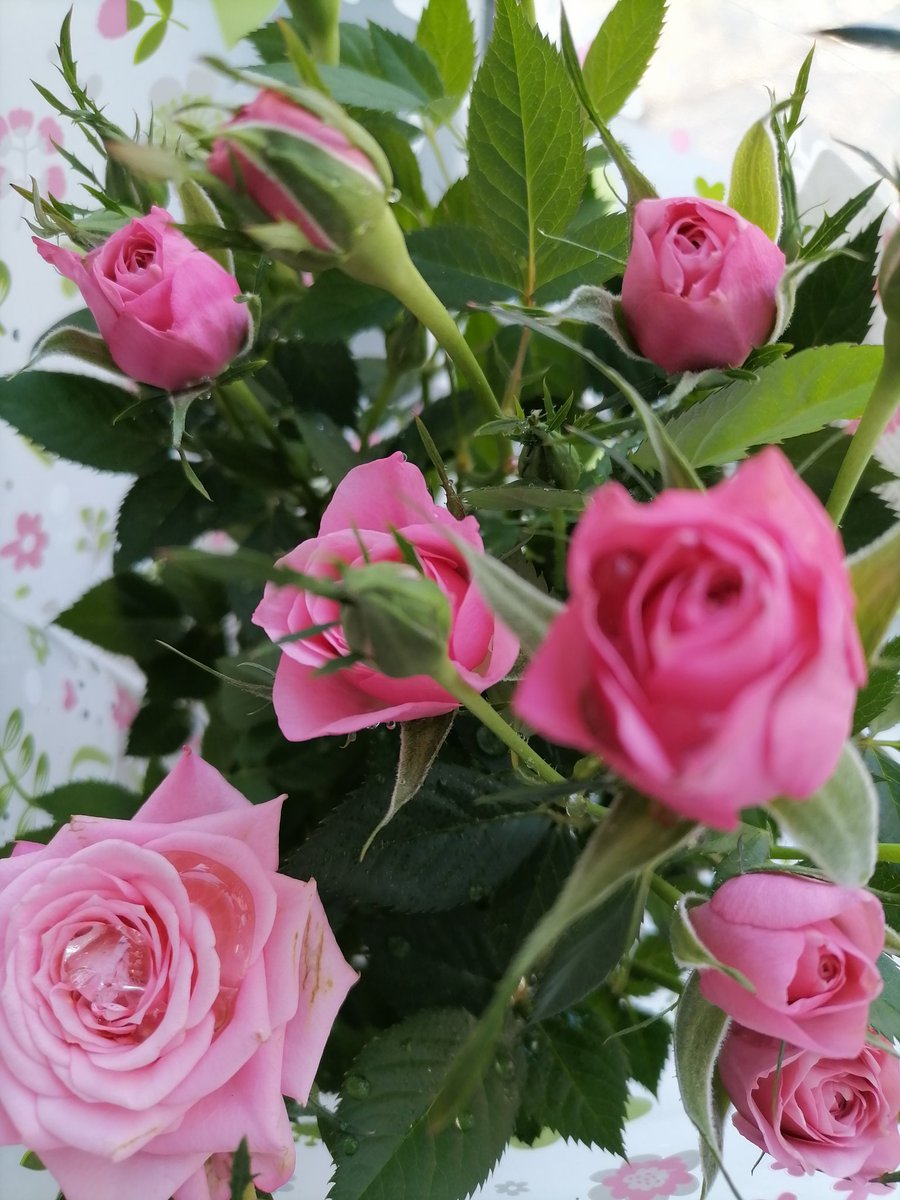 black_lny's tweet photo. У меня новый друг. Его зувут Джинни 💐❤️ https://t.co/wPVf79IV8o