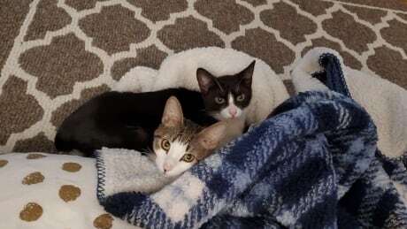 CBCNS's tweet photo. New pet owners say cats from Halifax-area rescue fell sick soon after adoption https://t.co/LYFIsUO8pf https://t.co/7WzcpxvmBA