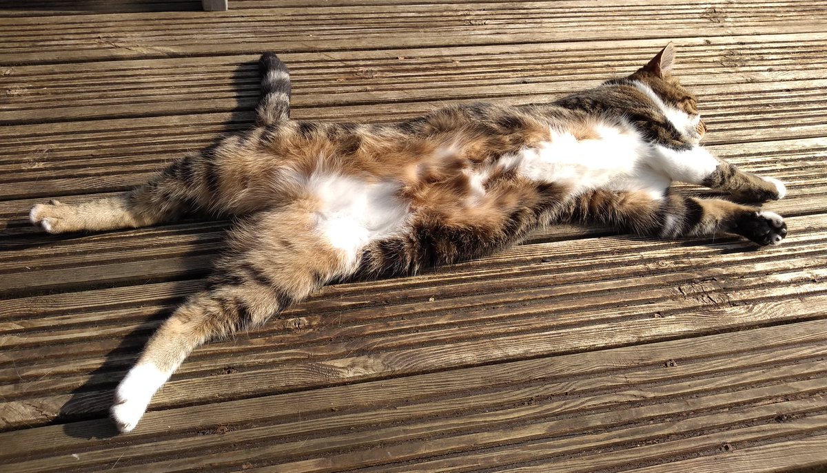 The sun is out!

#Caturday 
#CatsOfTwitter