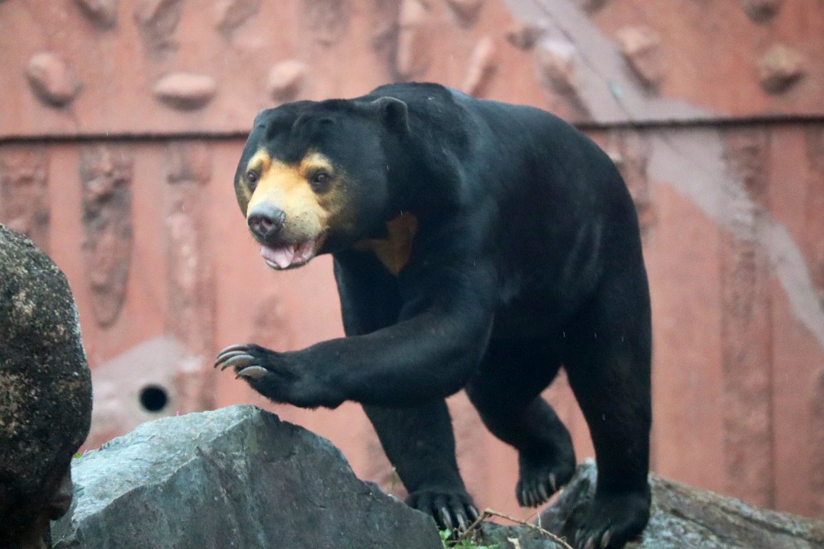 mukumeme1's tweet photo. マーチンのこの足💦😂
シュタッ💨💨💨
#sunber
#東山動物園 https://t.co/wjtVwc5wDk