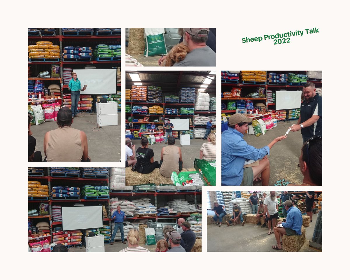 ParksideProduc1's tweet image. Thank you to everyone that came to our Sheep Productivity Talk we hope you all enjoyed it.
A special thanks to our speakers
Stephen - Fabstock
Damien - Upper Murray Seeds
Brendan - Dasco
#parksideproduce #fabstock #uppermurrayseeds #dasco #sheep #productivity