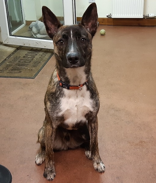 Please retweet to help Milo find a home #EARLSFORD #ScottishBorders #Scotland 🏴󠁧󠁢󠁳󠁣󠁴󠁿
Aged 2, Belgian Shepherd Cross, sadly been in the kennels for a long time now. He would love an active, home with adults or teenagers, as the only pet.

APPLY👇
borderspetrescue.org/product/milo-5/
#dogs #UK