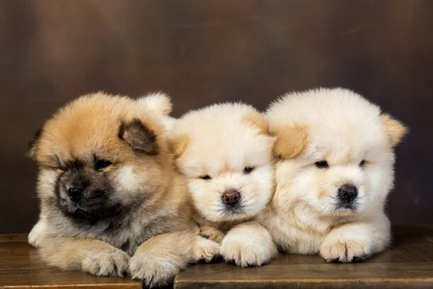 DogNeedsBest's tweet photo. I'm mutts about this pup.
#dogs #dogsofinstagram #doglover #chowchow #cutedogs #instadog #instapet #DogNeedsBest https://t.co/vgCHMElPid