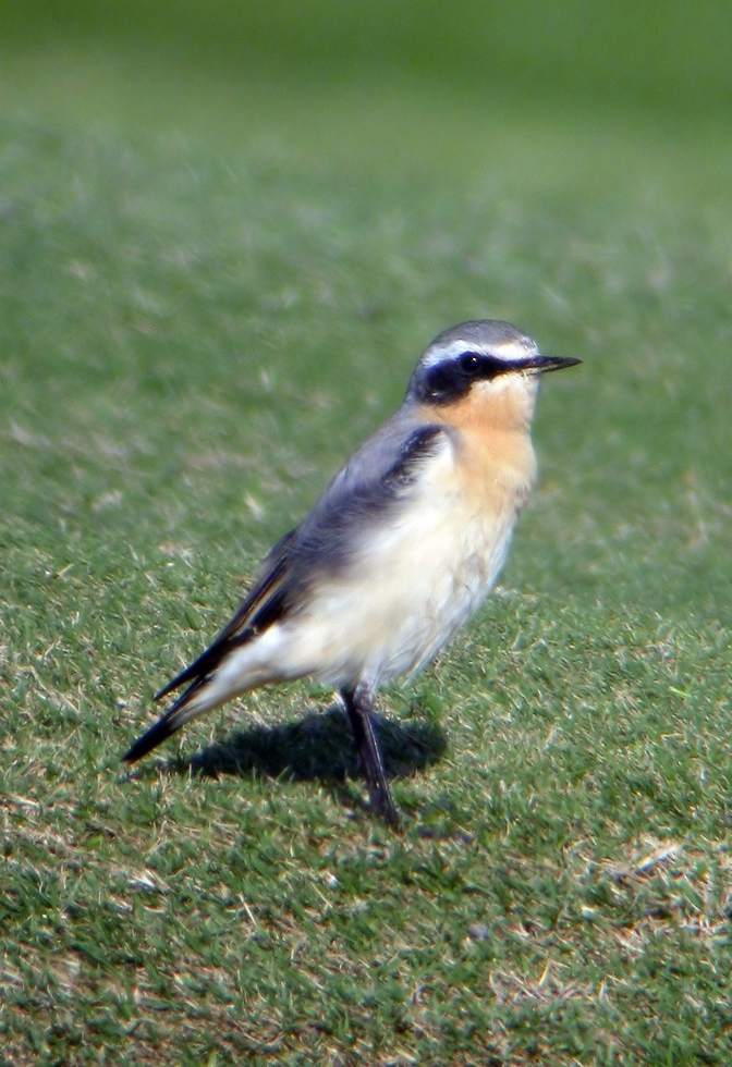 naturamarbella's tweet photo. Uno de los #paseriformes que ya están de paso por #Marbella estos días: la collalba gris. https://t.co/28sKqyfsIc