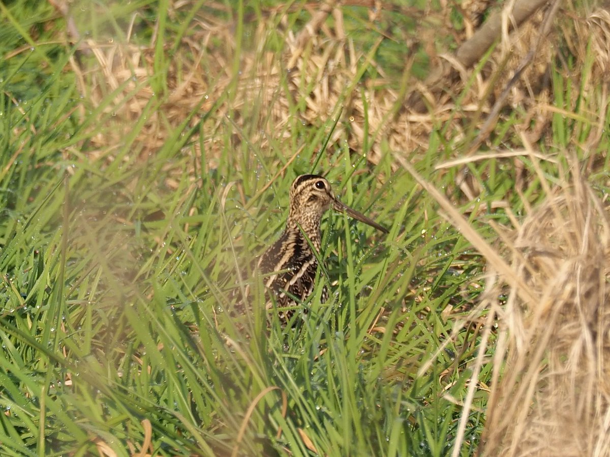 Wasn‘t expecting this when I worked through my localpatch on the golfcourse in Bätterkinden this morning. Earliest record ever for a GREAT SNIPE in Switzerland!