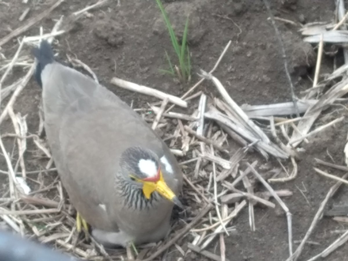 JjAkopa's tweet photo. This bird was ready to die as it protected its nest! The tractor had to stop as the male protested on air! https://t.co/re1GcHkc8g
