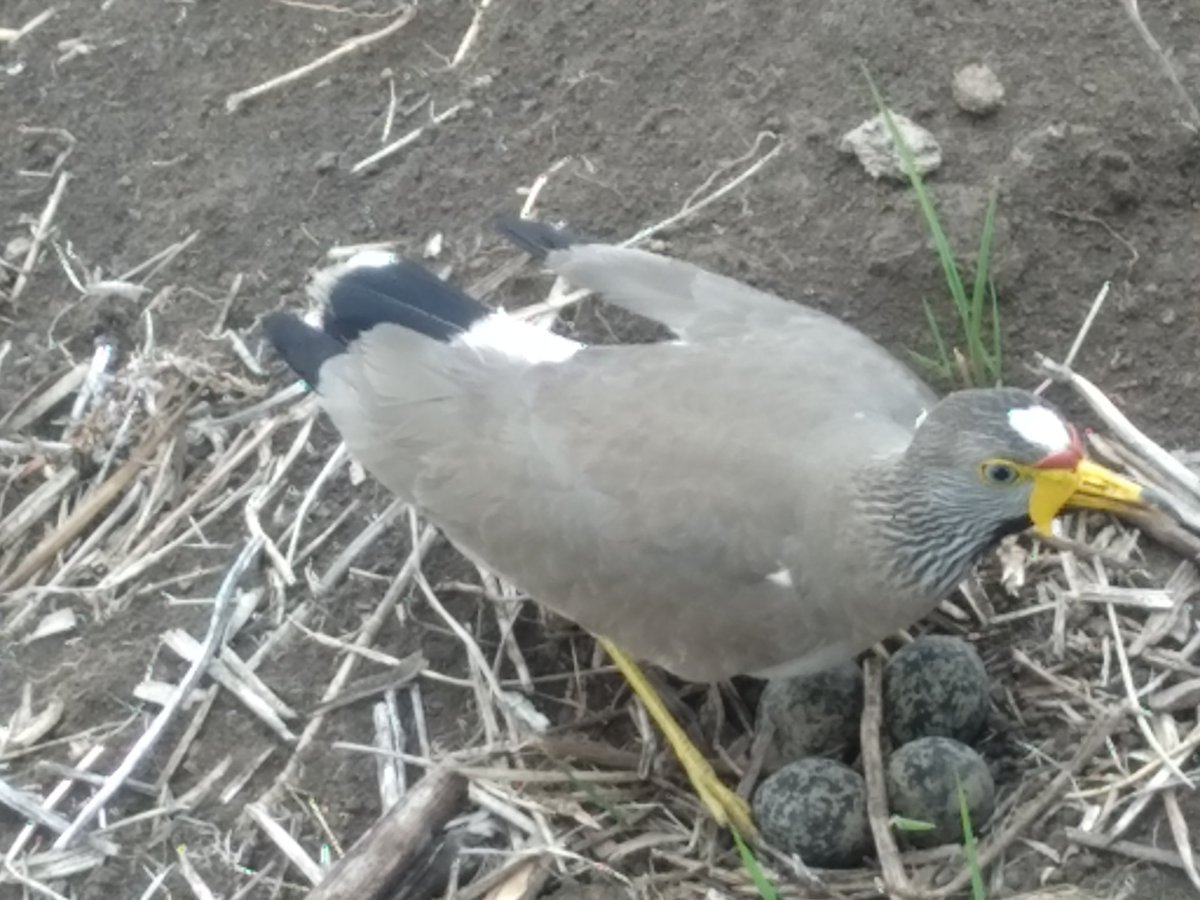 JjAkopa's tweet photo. This bird was ready to die as it protected its nest! The tractor had to stop as the male protested on air! https://t.co/re1GcHkc8g