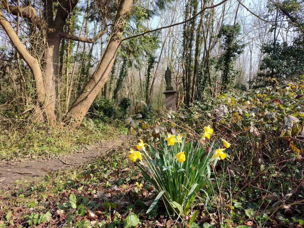 The sun returns to our old cemetery. Visit Camberwell Old Cemetery, Southwark's other wild cemetery, and catch the sun. @albionmilgreen @cllrhumaira @StGeorgesCath @ParksCommUK Forest Hill Road, East Dulwich SE22 0RU